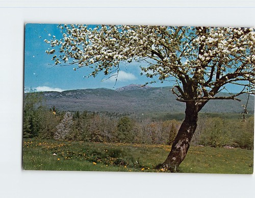 Postcard old apple tree bent - postcard,